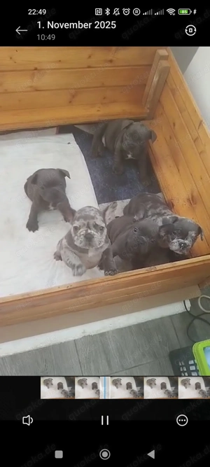 Reinrassige französische Bulldogge Welpen-babys ,Farbe Merle-Blue Bild 6