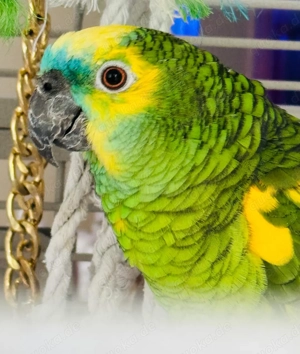 Gebe meine blaustirnamazone ab