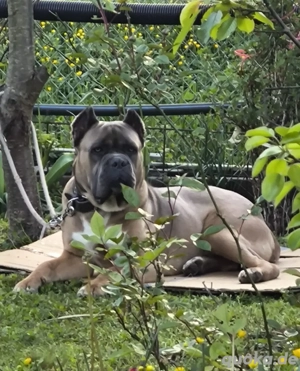 Cane corso deckrüde