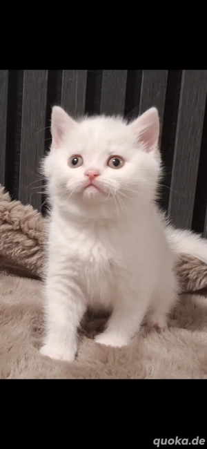 BKH kitten Weiß mitte Dezember abzugeben  !!