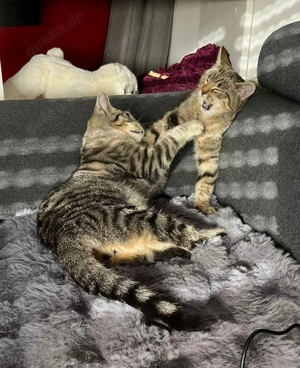 Simba und Tiger, bringen Leben ins Zuhause # Tierschutz 