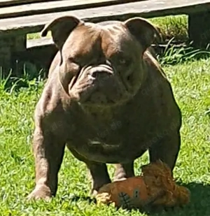 2 Exotic Bully Welpen in Isabella und Schwarz