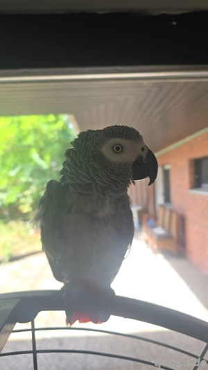 Graupapagei (Dame, 2015 geboren) - sehr zahm & sprechbegabt