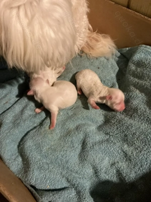 Hallo unsere Maja hat 4 süsse Maltipoo Welpen geboren 2 Jungs 1 Mädchen sind noch zu haben