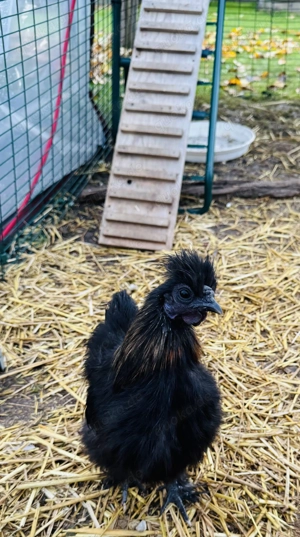 Liebes Zwergseidenhuhn Junghahn (4 Monate + -)