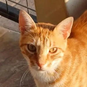 Amando, geb. ca. 08 2023, lebt in GRIECHENLAND, auf einer privaten Pflegestelle 