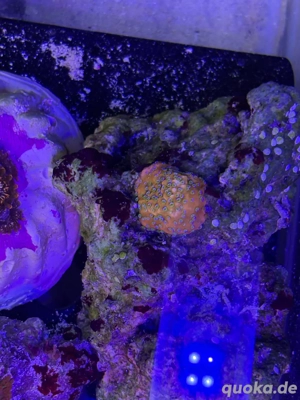 montipora goldrush meerwasser aquarium koralle