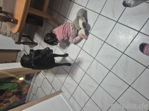 labrador mix hündin dringend ein neues zuhause gesucht . 