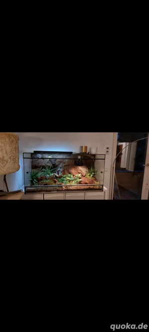 Terrarium inkl. Königspython 