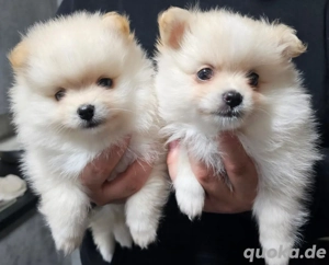 Zwergspitz-Pomeranian welpen abzugeben