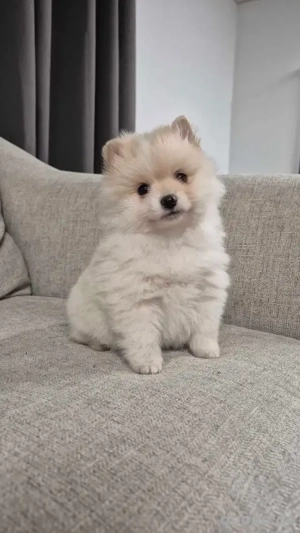 Zwergspitz-Pomeranian welpen abzugeben