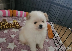 Zwergspitz-Pomeranian welpen abzugeben