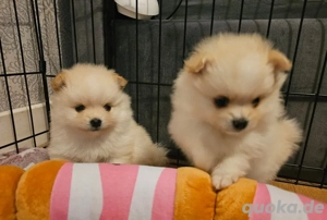 Wunderschöne reinrassige Zwergspitz-Pomeranian welpen