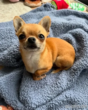 Chihuahua