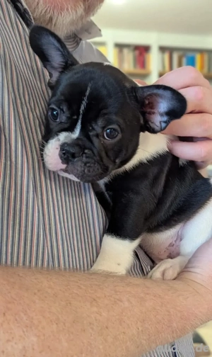 Französische Bulldoggenwelpen