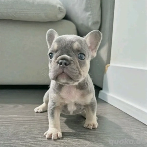 Französische Bulldoggenwelpe 