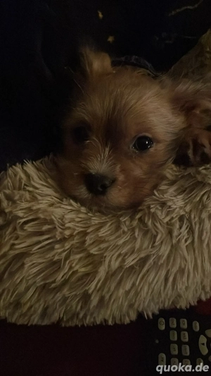 welpe sucht ein zuhause 