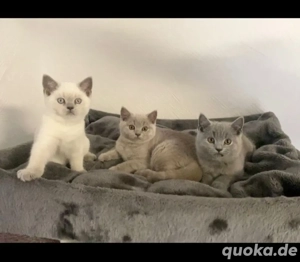 Bkh kitten suchen liebevolle Dosenöffner 