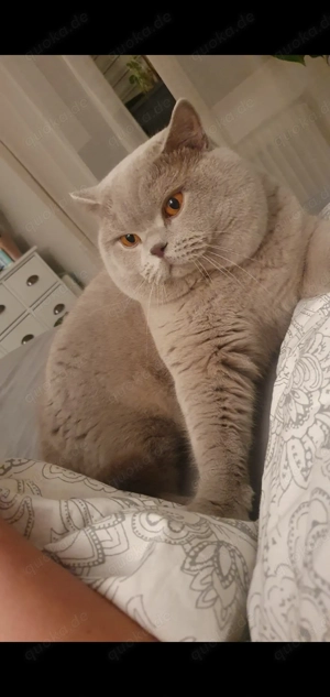 Reinrassiger erfahrener BKH Deckkater Lilac Blutgruppe A                            Bild 3