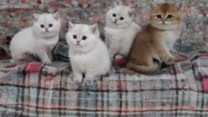 Reinrassige Britisch Kurzhaar-Kätzchen suchen ein neues, liebevolles Zuhause