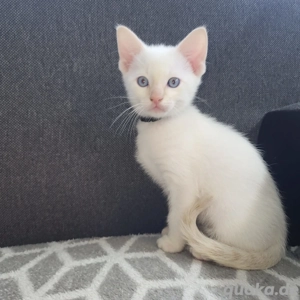 okh und siam kitten  jungs noch 1 übrig 