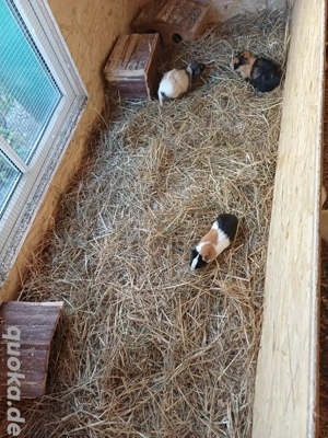 Meerschweinchen Böcke