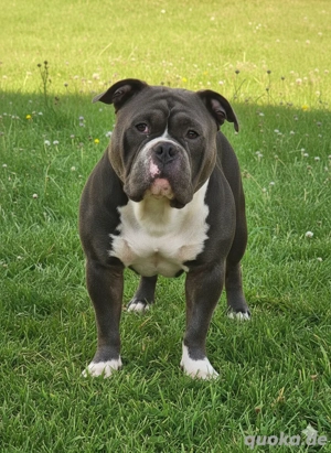 American Bully Deckrüde 