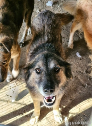 Mortimer kann dein Begleiter fürs Leben werden