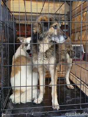 Mortimer kann dein Begleiter fürs Leben werden Bild 5