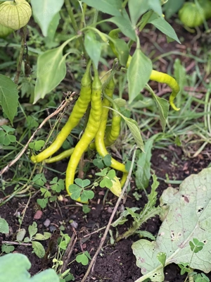 Chilisamen, Chili verschiedene Sorten mild bis scharf Bild 10