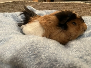 "Milo" zuckersüßes Rosetten-Meerschweinchen sucht ein liebes, neues Zuhause