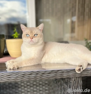 BKH Deckkater mit Stammbaum Golden Point