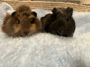"Paula" und "Leila Meerschweinchen-Geschwister in liebe Hände abzugeben