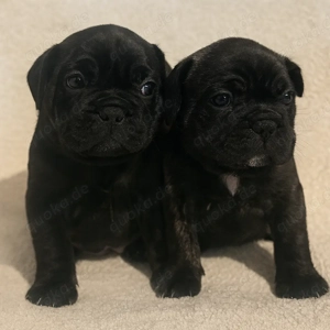 Französische Bulldogge Welpen 2 Hündinen 