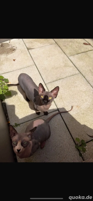 Sphinx Kater suchen Zuhause