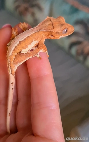 0.0.1 Kronengecko Lilly White Orange 