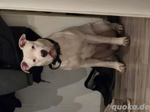 Deckrüde American Bully XL 