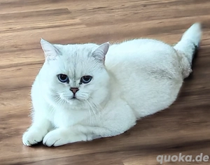 Deckkater Bg.A mit blauen Augen