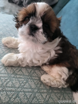 Shih Tzu Welpe