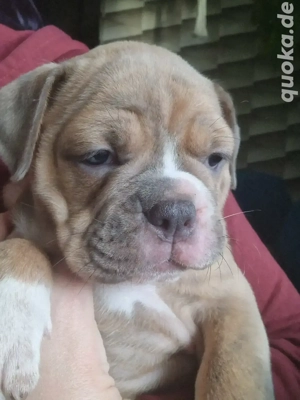 Old English Bulldog Mädchen 