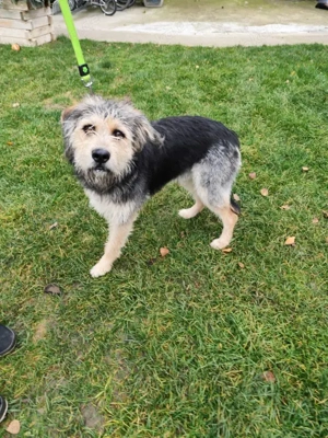 *TOGGO* - ein freundlicher Rüde, der anfangs Fremden gegenüber zurückhaltend ist