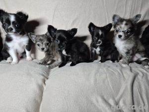 Chihuahua Welpen Rüden langhaar 