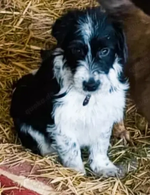 Tini - hast du ein Körbchen frei für die süße Hündin?