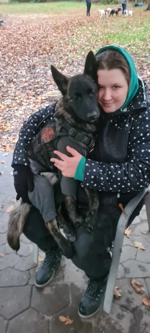 Holländischer Schäferhund mix