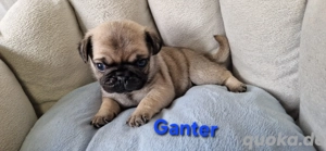 mops-  retromopswelpen m. Ahnentafel 