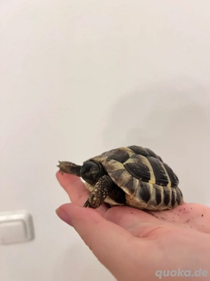 russische&griechische Landschildkröte Bild 3