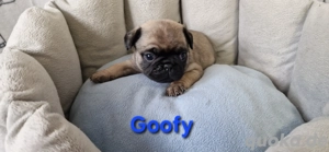 mops-  retromopswelpen m. Ahnentafel 