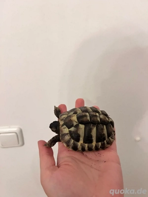 russische&griechische Landschildkröte Bild 4