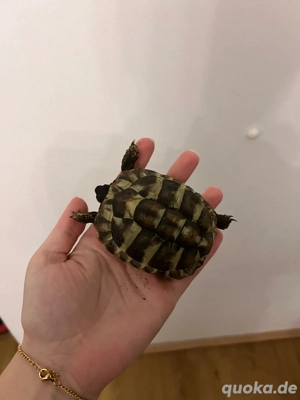 russische&griechische Landschildkröte Bild 5