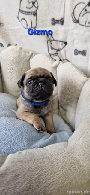 mops-  retromopswelpen m. Ahnentafel 